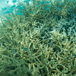 A coral scene in the Great Barrier REef, AUstralia.