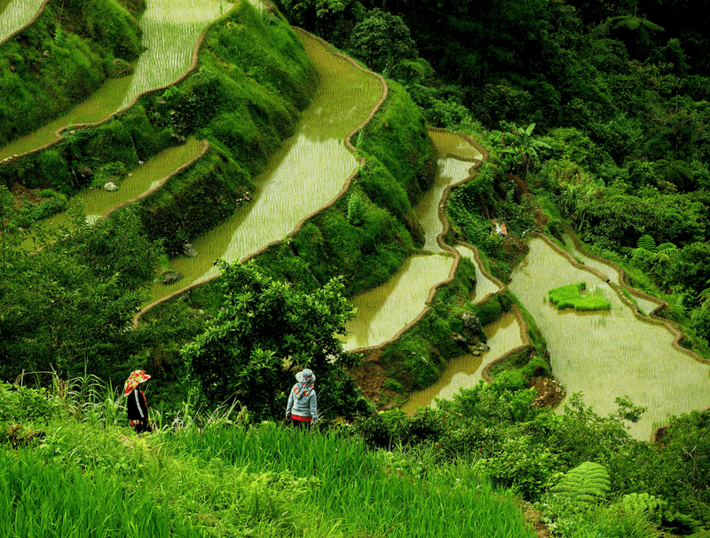 Farmers walk across the green Rice fields Terraces of the Phillipines