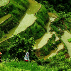 Farmers walk across the green Rice fields Terraces of the Phillipines