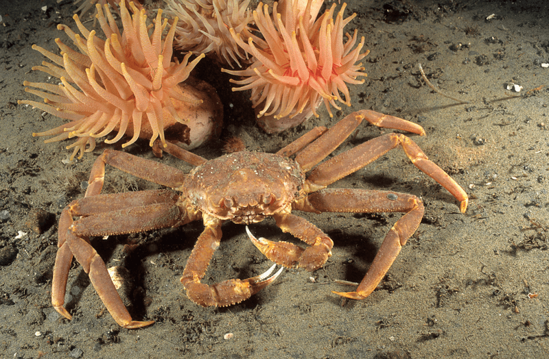 Chionoecetes opilio, a species of snow crab found in the icy depths of northwest Atlantic Ocean and north Pacific Ocean. 