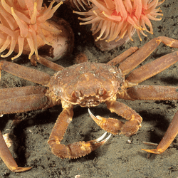 Chionoecetes opilio, a species of snow crab found in the icy depths of northwest Atlantic Ocean and north Pacific Ocean. 