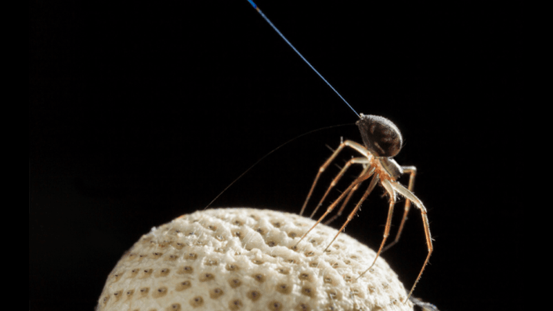 Spider with thin strand of silk standing on tip toe on top of a white seed.