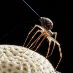 Spider with thin strand of silk standing on tip toe on top of a white seed.