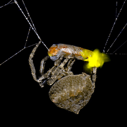 Spider (Araneus ventricosus) wrapping male firefly (Abscondita terminalis), exhibiting visible flashing from its lanterns