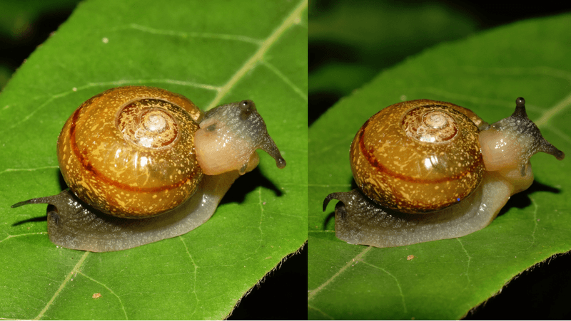 a tail-wagger snail wagging its tail