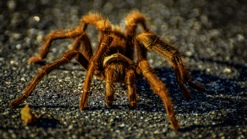 a tarantula crossing the street