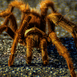 a tarantula crossing the street
