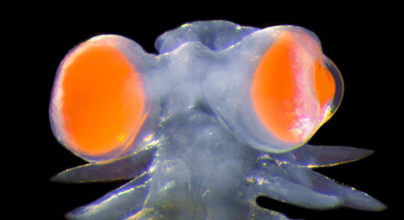 Close up photograph of the bright orange eyes of Vanadis