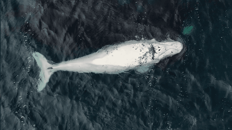 Southern right whale is white with small flecks of grey as it breaks the surface of the water.