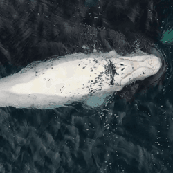 Southern right whale is white with small flecks of grey as it breaks the surface of the water.