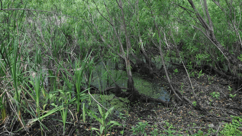 the peat pond in florida were the 177 windover bog bodies were discovered